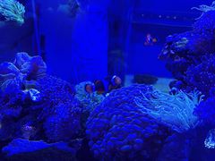 -青石桥花鸟鱼虫市场(叠翠城店)