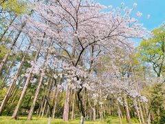 -杭州植物园