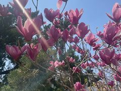 -桃花堤公园
