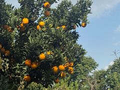 -三圣花乡旅游区