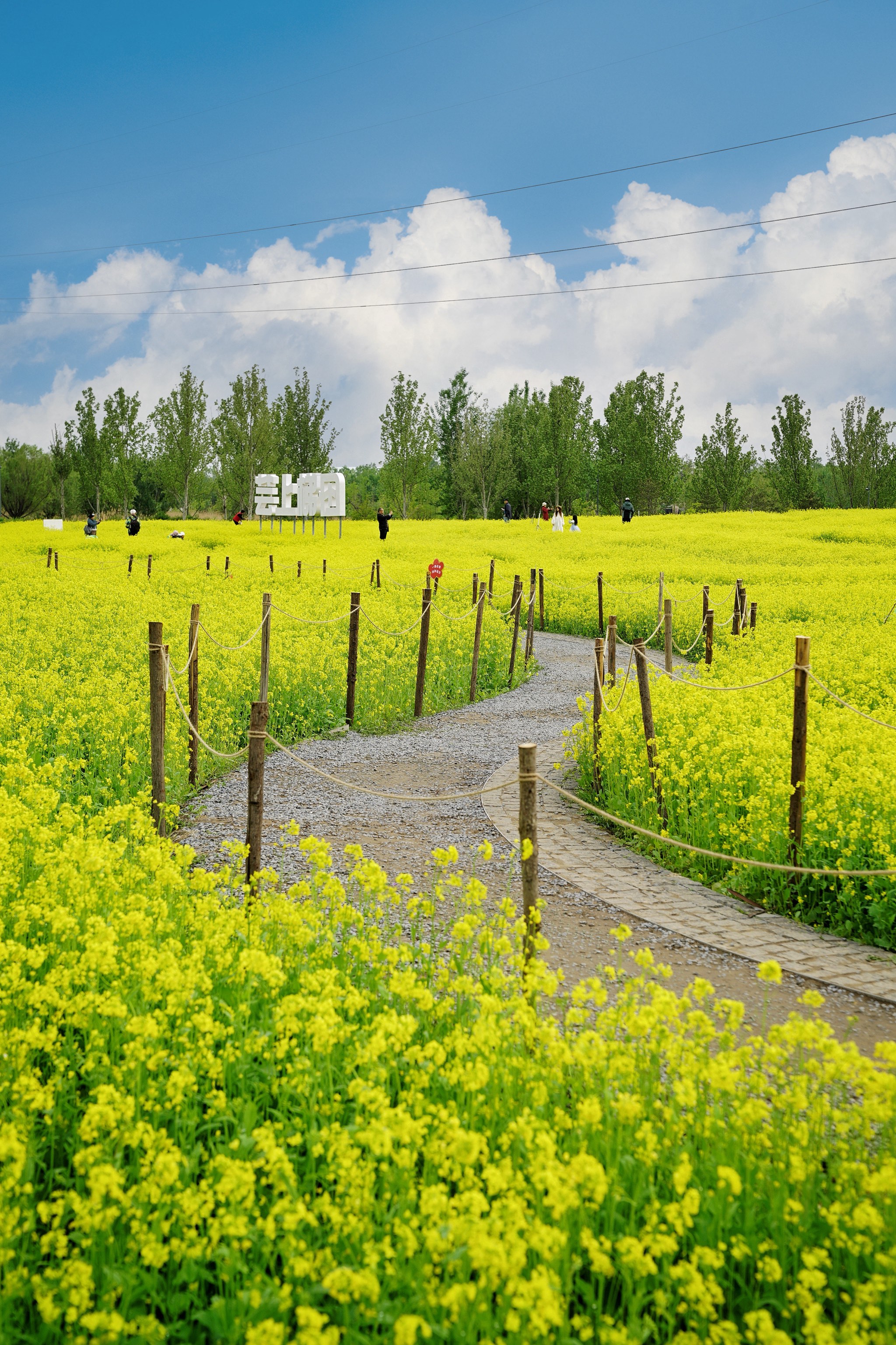 高要梯田油菜花图片