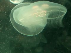 -悉尼海洋生物水族馆