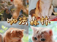 -咖法森林·咖啡  酒吧(天河店)