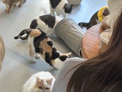 -Cappucimeow猫咪咖啡馆(韦伯时代店)