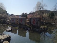 -香雪海