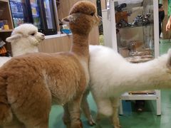 -藦茜花园宠物主题亲子互动体验馆(国顺东路店)