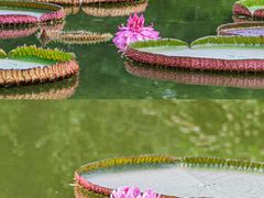 -国家植物园