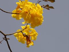 -天适樱花悠乐园