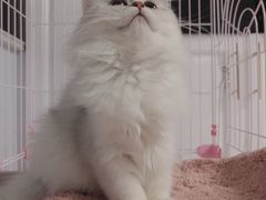 -东方名猫馆·英短金渐层布偶猫舍(环线广场1号楼店)