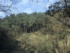 -铁山坪森林公园