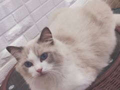 -momokira米努特·德文卷毛猫·棉花面纱犬