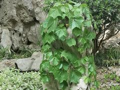 -郑和公园