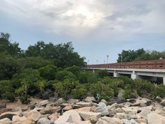 -宝安西湾红树林湿地公园