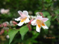 -紫竹院公园冰场