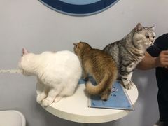 -喵的天空名猫咖啡馆·撸猫·猫舍·用品