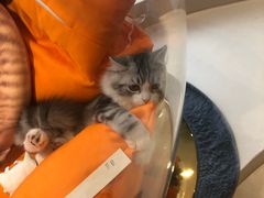 -飞行喵MR PILOT|猫舍·猫咖(静安大融城店)