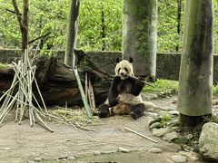 -都江堰中华大熊猫苑