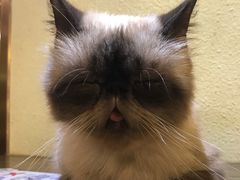 -more than meow吴止猫主题餐厅(承德 中船汇店)