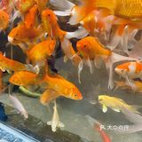 香气四溢,我俩吃了一半实在吃不动打包了
