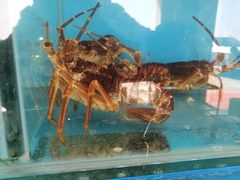 -港畔赶海蒸汽海鲜烧烤自助(仙螺岛店)