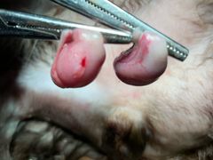 -百信宠物医院(东升街店)