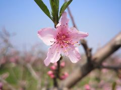 -南汇老顾农家乐采摘大团水蜜桃采摘店