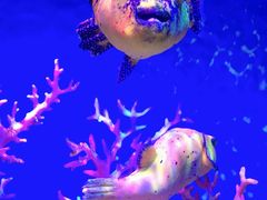 -上海海昌海洋公园