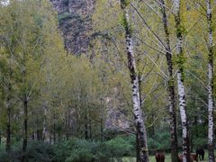 -塞罕坝国家级自然保护区