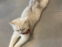 -飞行喵MR PILOT|猫舍·猫咖(静安大融城店)