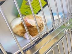 -小叮当动物医院·骨科·眼科