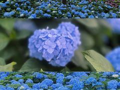 -临平公园(临平街道)
