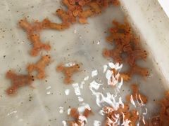 -中环花鸟鱼虫市场