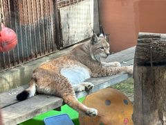 -青藏高原野生动物园