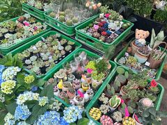 -循礼门鲜花花市(武汉循礼门店)