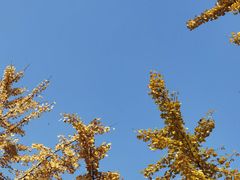 -四川大学(望江校区)
