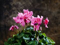 -百美汇影城(LUXE嘉里中心店)