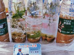 -碧海金沙