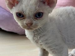 -momokira米努特·德文卷毛猫·棉花面纱犬