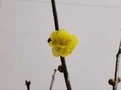 -双季花艺园艺市场(浦东店)