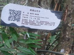 -海南霸王岭国家森林公园