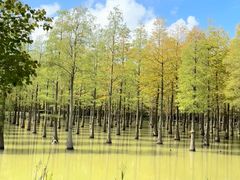 -泗洪洪泽湖湿地景区