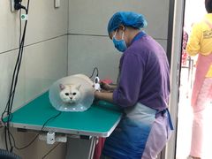 -北京观赏动物医院·24小时大型综合·猫专科·异宠专科
