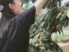 -菊园百果园