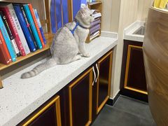 -宠爱国际动物医院·疑难骨科·心肾内科·皮肤科(太阳宫店)