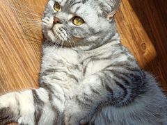 -猫友咖啡店(玉林西路店)