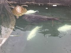 -蓝湾碧波·老字号·疍家非遗海上餐厅