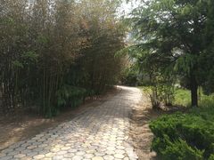 -日照海滨国家森林公园