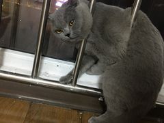 -瑞鹏宠物医院·猫科·宠保定点(梅溪湖分院)