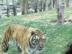 -北京野生动物园