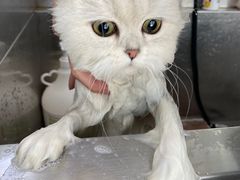 -中农国际动物医院24小时·猫科·骨科·急重症中心